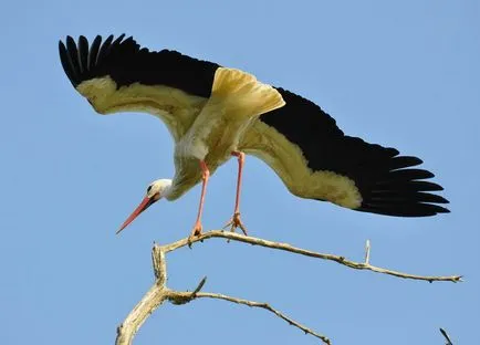 Fehér gólya (Ciconia ciconia), zoodrug