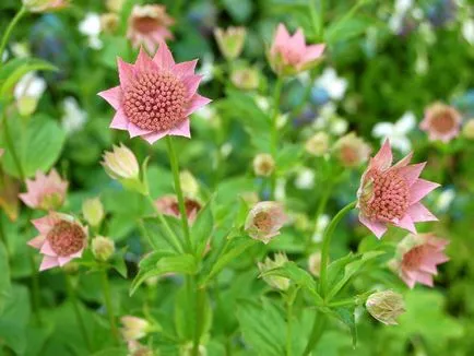 Astrantia снимка засаждане и грижи в открито отглеждането на полето на семена