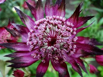 plantare fotografie Astrantia și îngrijire în cultivarea câmp deschis de semințe