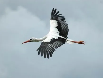 Fehér gólya (Ciconia ciconia), zoodrug