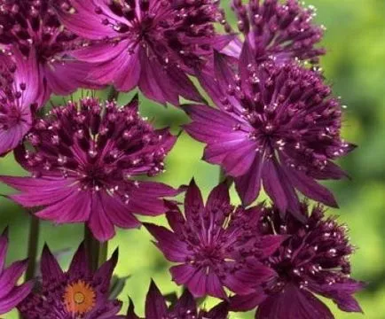 Astrantia снимка засаждане и грижи в открито отглеждането на полето на семена