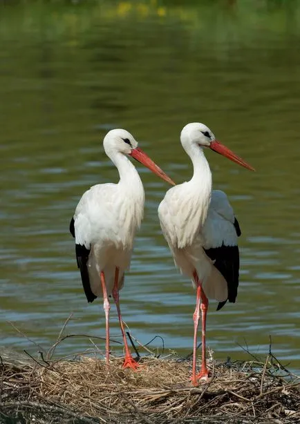 Fehér gólya (Ciconia ciconia), zoodrug