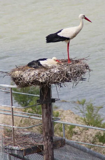 Fehér gólya (Ciconia ciconia), zoodrug