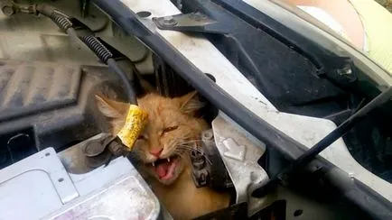 Hajléktalan macska elindult az állatkertbe, és töltött magának egy szokatlan ismerősének