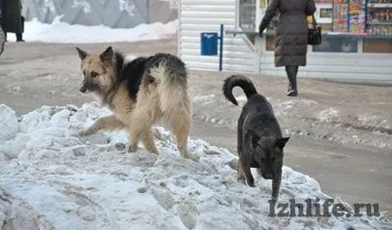 Kóbor kutyák Izhevsk mi eutanázia az állatok, és mennyibe kerül, és a hírek Izsevszki