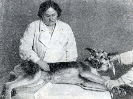 Liver Disease 1958 - kutyák betegségek (nem fertőző)