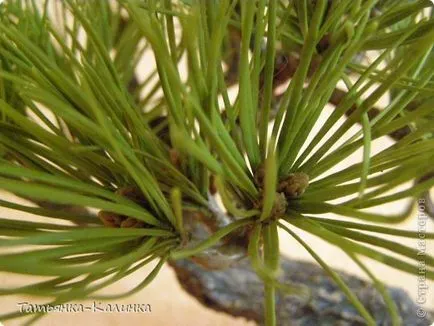 Bonsai борови от студено порцелан, художници страни