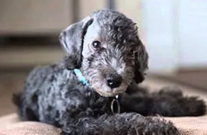 Bedlington Terrier Descriere și caracteristici ale rasei, fotografii, totul despre câini