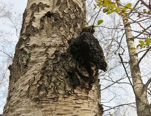 Birch гъби Chaga как да се подготви и да се използва за медицински цели