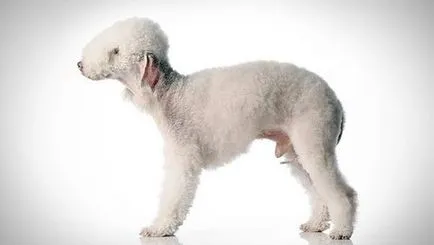 Bedlington Terrier - poze, descriere rasa și prețul său