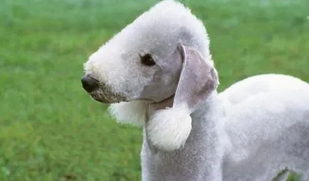 Bedlington Terrier - poze, descriere rasa și prețul său