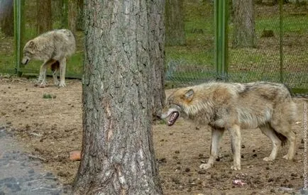 Pădurea Bialowieza, toate informațiile turistice, prețurile și fotografii