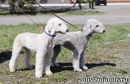 Bedlington terrier kutya