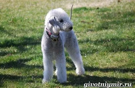 Bedlington terrier kutya