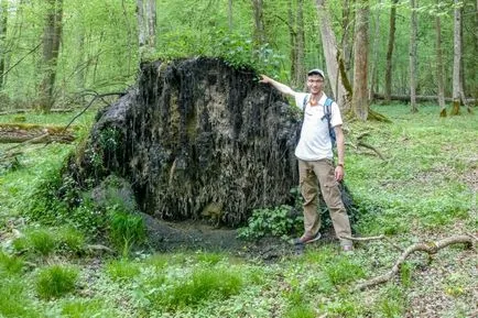 Pădurea Bialowieza, toate informațiile turistice, prețurile și fotografii