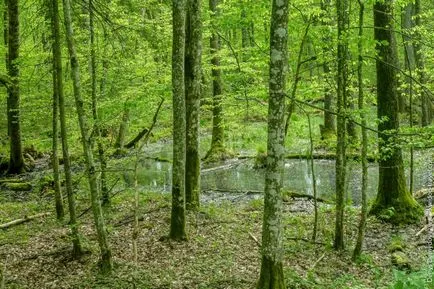 Bialowieza erdő, minden turisztikai információkat, árak és képek