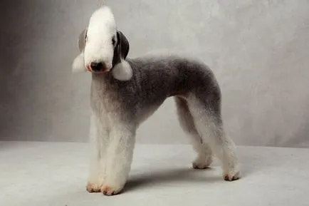 Bedlington Terrier - poze, descriere rasa și prețul său