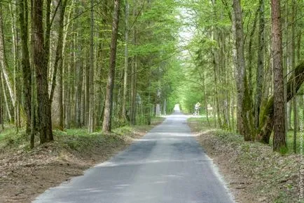 Bialowieza erdő, minden turisztikai információkat, árak és képek