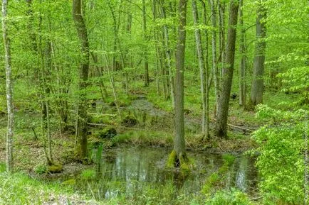 Bialowieza erdő, minden turisztikai információkat, árak és képek