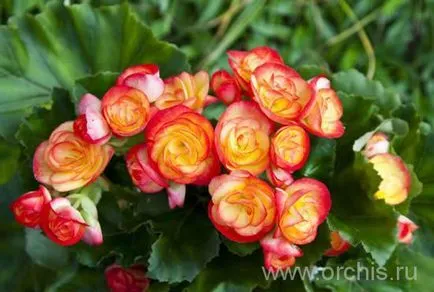 Begonia - plantare și îngrijire, cultivare, reproducere, descriere, fotografie