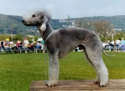 Bedlington Terrier - poze, descriere rasa și prețul său