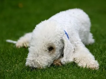 Bedlington Terrier - poze, descriere rasa și prețul său