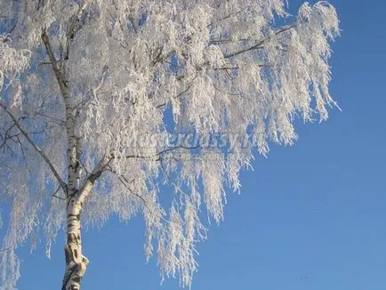 Бяло бреза топчета