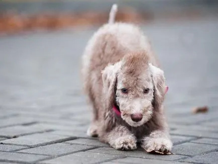 Bedlington Terrier - poze, descriere rasa și prețul său