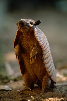 Armadillo, állatok