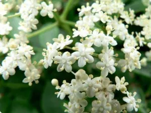 Sambucus nigra proprietăți medicinale, aplicații, fotografii