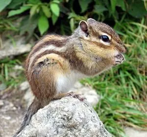 Chipmunk sau la sol veveriță la domiciliu