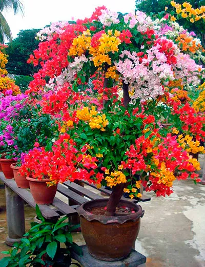 Bougainvillea reprodukció otthon