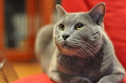 Pisica British Shorthair, enciclopedie animale