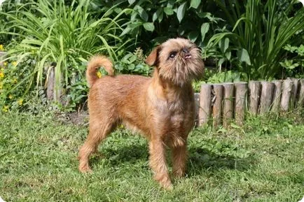 Brüsszel Griffon, Brüsszel Griffon fotók