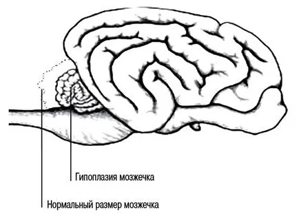 pisici Ch, hipoplazie cerebeloasă, hipoplazie cerebeloasa la pisici