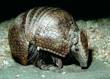 Armadillo, állatok