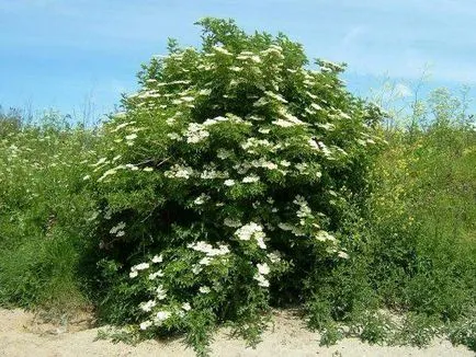 Sambucus nigra proprietăți medicinale, aplicații, fotografii