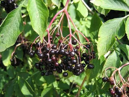 Sambucus nigra proprietăți medicinale, aplicații, fotografii