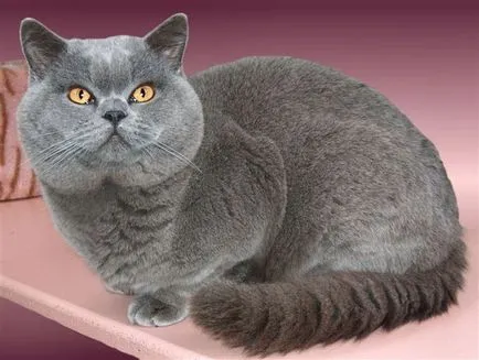 Brit rövidszőrű macska, állat enciklopédia