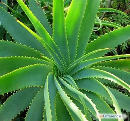 Care este diferența de aloe Agave