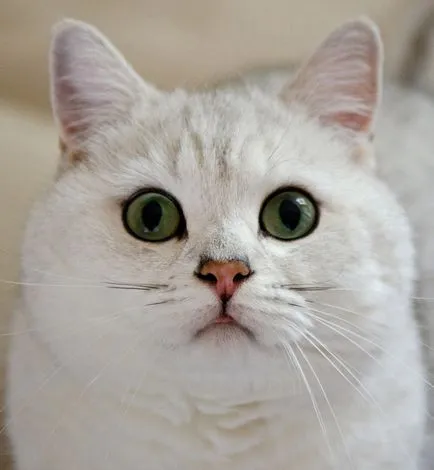 Brit rövidszőrű macska, állat enciklopédia