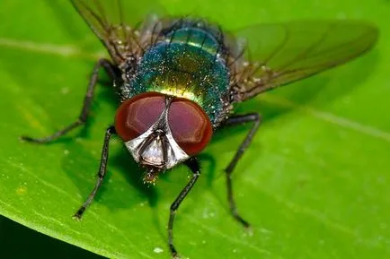Ce s-ar întâmpla dacă toate insectele vor muri - ANIMA lol