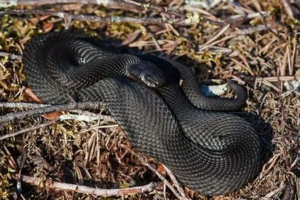 Mi a teendő, ha megtámad egy vipera