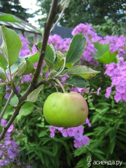 Черно-черните зеленчуци от градината си и ябълков krasnomyasaya потребителското Агата блог
