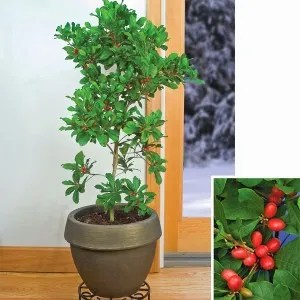 Прекрасна плодове, сладникав puteriya (synsepalum dulcificum)