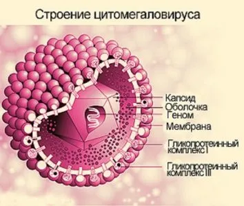 Цитомегаловирус жените Какво има, симптоми и лечение на заболявания при възрастни, както е докладвано