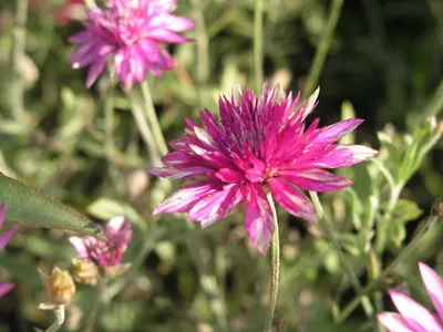 Цветя kserantemum снимка и описание