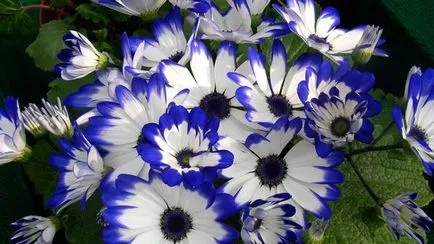 specii cineraria, plantarea, cultivarea și îngrijirea