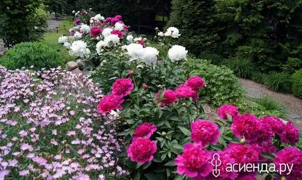 grădină de flori în luna iunie