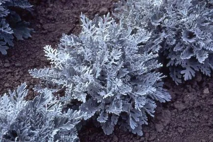 specii cineraria, plantarea, cultivarea și îngrijirea